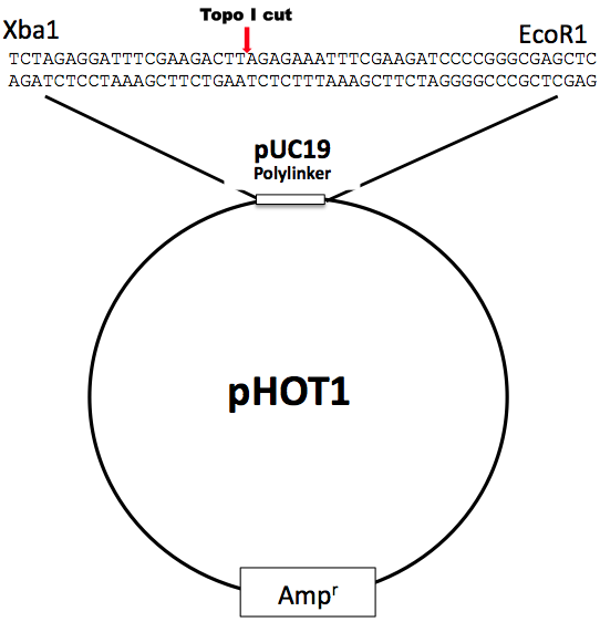 Supercoiled pHOT-1 DNA