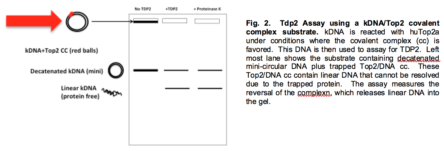 Tdp2 Assay using kDNA