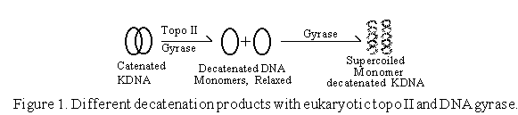DNA Gyrase Assay Process