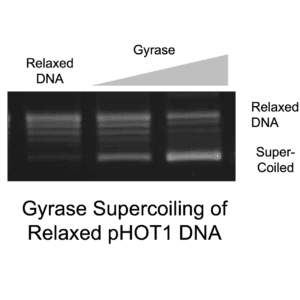 EC DNA Gyrase Action