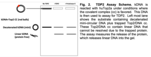 Tyrosyl-DNA phosphodiesterase-2 Assay