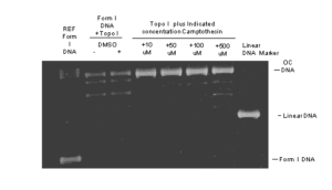 Topoisomerase I Drug Screening Kit