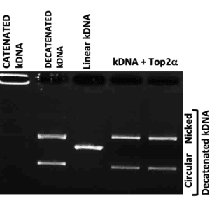 Kinetoplast DNA, kDNA