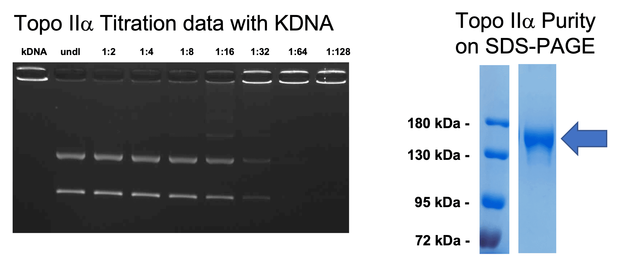 Human Topoisomerase II Alpha Titration Data with kDNA and Top2a Purity on SDS-PAGE