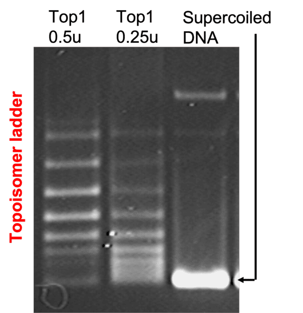 Topoisomer Ladder, Human Topo I Enzyme