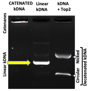 Decat kDNA, Linear kDNA, kDNA Markers