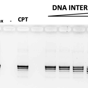 DNA Intercalator/Unwinding Kit