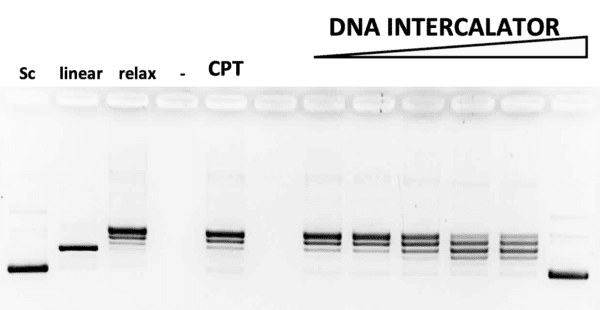 DNA Intercalator/Unwinding Kit