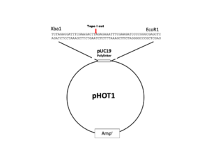 pHOT1 DNA