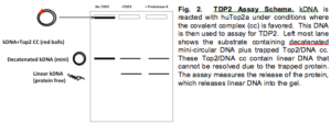 Tdp2 Assay Scheme