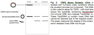 Tdp2-assay-scheme