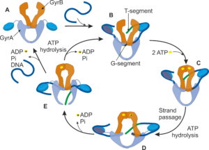 DNA Gyrase Catalytic Cycle