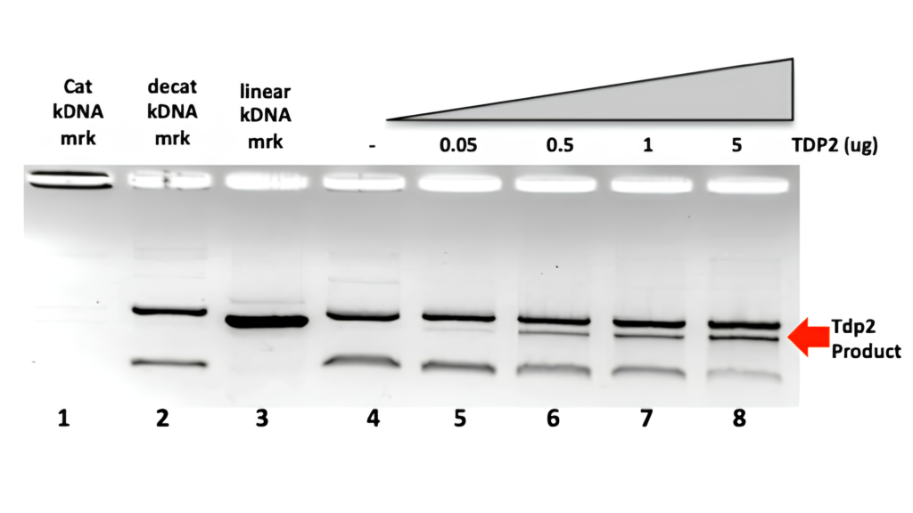 Tdp2 Substrate