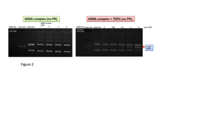 Tdp2 Assay